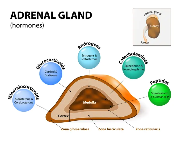adrenal-gland-hormones.webp