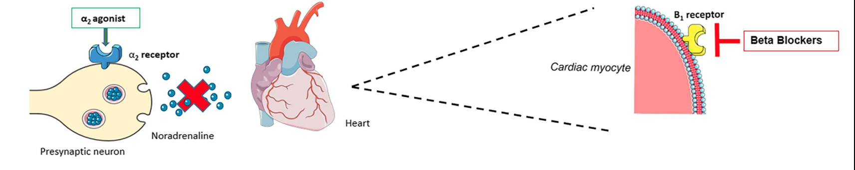 beta-blockers.jpeg