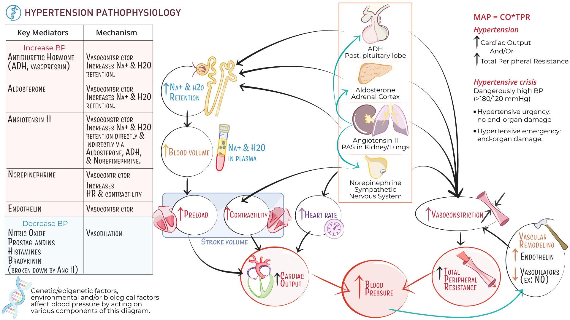 htn-pathophysiology.png