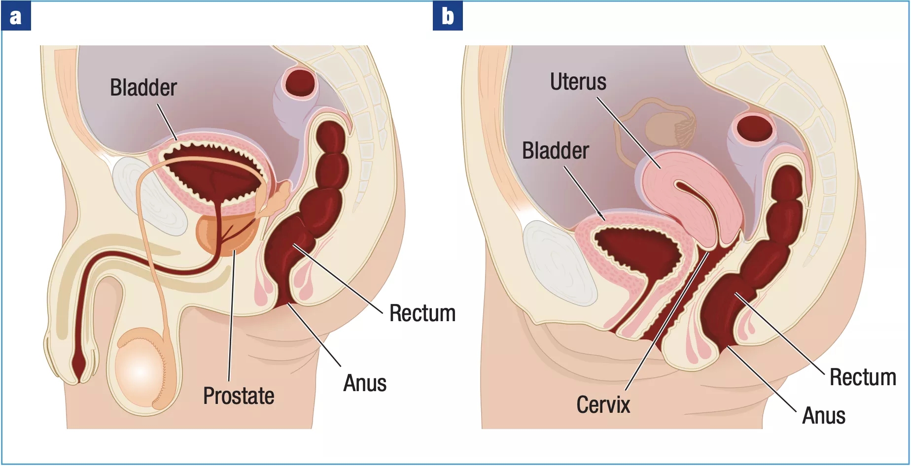 male-vs-female-pelvis.jpg