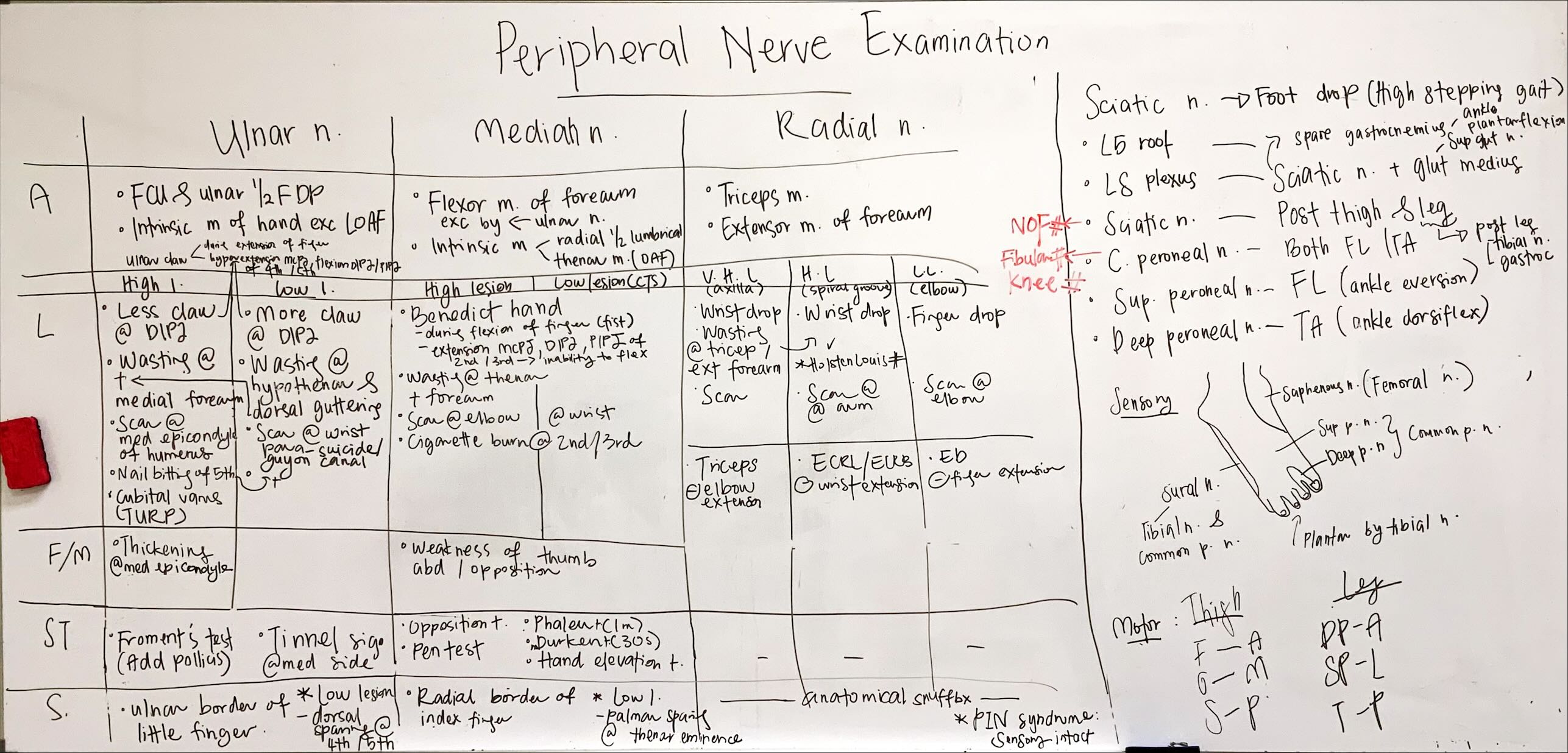 peripheral-nerve-examination.jpeg
